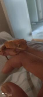 WimperGekko met veel er bij, Dieren en Toebehoren, Reptielen en Amfibieën, 0 tot 2 jaar, Tam, Hagedis