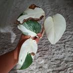 Monstera variegata veel wit, Huis en Inrichting, Ophalen, Overige soorten, Minder dan 100 cm