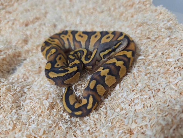 Hypo Ghi Pastel Enchi vrouwtje 2025, Dieren en Toebehoren, Reptielen en Amfibieën, Slang, 0 tot 2 jaar