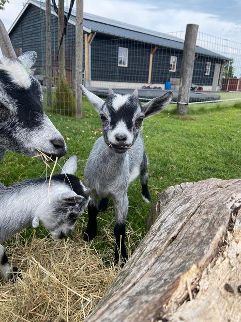 Dwerggeiten geitjes blauwschimmel stamboek, Dieren en Toebehoren, Schapen, Geiten en Varkens, Geit, Mannelijk