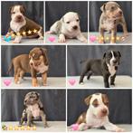 American bully xl pups, Rabiës (hondsdolheid), Overige rassen, 8 tot 15 weken, Meerdere
