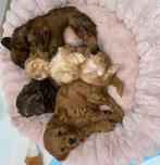 Prachtig kleine shihpoo pups, 75% toypoedel, Dieren en Toebehoren, Honden | Chihuahua's en Gezelschapshonden, Rabiës (hondsdolheid)