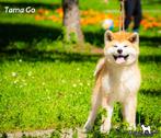 Akita Inu pup, Dieren en Toebehoren, Honden | Poolhonden, Keeshonden en Oertypen, Nederland, Rabiës (hondsdolheid), 15 weken tot 1 jaar