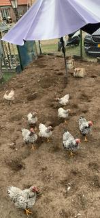 Wyandotte hanen, zeer mooie jonge hanen te koop, Dieren en Toebehoren, Pluimvee, Mannelijk, Kip