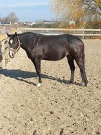 Fokmerrie/quaterhorse, Westernpaard, 11 jaar of ouder, Merrie, Gechipt