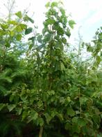 Boomhazelaar (Corylus colurna) 80-100 cm, Tuin en Terras, Planten | Bomen, Overige soorten, Minder dan 100 cm, Zomer, Ophalen