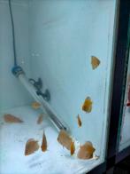 Groep jonge discusvissen 13 stuks, Dieren en Toebehoren, Vissen | Aquariumvissen, Vis