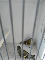 Wildzang, Dieren en Toebehoren, Meerdere dieren, Wildzangvogel