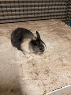 Klein konijntje, Dieren en Toebehoren, Konijnen, Mannelijk, Middelgroot, 0 tot 2 jaar
