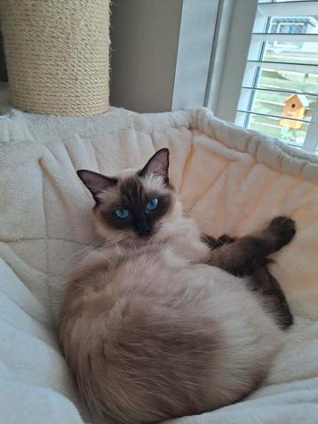 Huisje gezocht voor  poes  Ragdoll -,Hoofddorp  beschikbaar voor biedingen