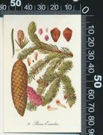 Sticker: De Beukelaar - Gewone Spar, Verzamelen, Ophalen of Verzenden, Zo goed als nieuw, Dier en Natuur