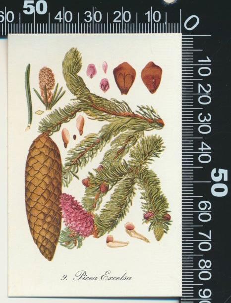 Sticker: De Beukelaar - Gewone Spar, Verzamelen, Stickers, Zo goed als nieuw, Dier en Natuur, Ophalen of Verzenden