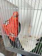 Super mooi koppel koningsparkieten, Dieren en Toebehoren, Vogels | Parkieten en Papegaaien, Meerdere dieren, Parkiet