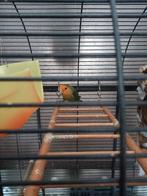 Te koop 2 agapornissen, Dieren en Toebehoren, Meerdere dieren, Dwergpapegaai of Agapornis, Tam