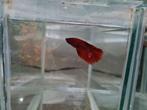 Betta splendens super delta kempvis man, Vis, Zoetwatervis