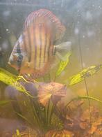Geheel 100€, Dieren en Toebehoren, Vissen | Aquariumvissen, Vis