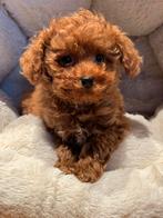 Klein type Maltipoo pups! Meerdere kleuren, Dieren en Toebehoren, Poedel, Nederland, CDV (hondenziekte), 8 tot 15 weken
