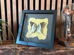 Graphium androcles in zwarte lijst, Verzamelen, Ophalen of Verzenden, Insect, Opgezet dier