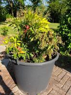 Pieris japonica 'Forest Flame' - Rotsheide, Tuin en Terras, Planten | Tuinplanten, Volle zon, Vaste plant, Lente, Ophalen