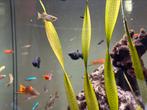 Aquarium Aqualantis 200 liter, ruim 2 jaar oud, Vis