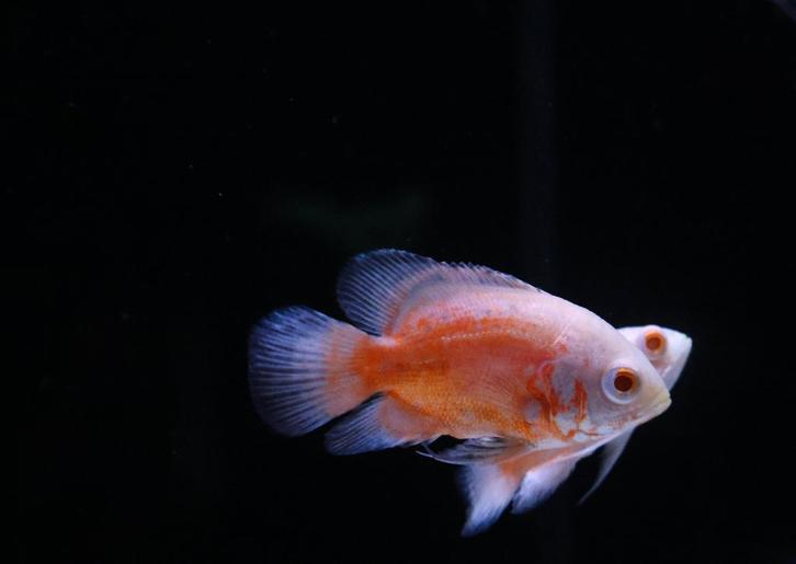 Pauwoogcichlide Rood Albino - Prijs: €11,99 stuk, Dieren en Toebehoren, Vissen | Aquariumvissen, Zoetwatervis, Vis
