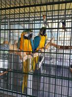 Ara blauw gele papegaai, Papegaai, Pratend, Vrouwelijk