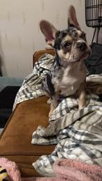 Frans bulldog teefje blue merle 7 maanden, Dieren en Toebehoren, 15 weken tot 1 jaar, Teef, Bulldog, Eén hond