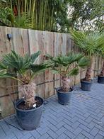 Trachycarpus wagnerianus palmboom winterhard, Volle zon, Ophalen of Verzenden, Palmboom