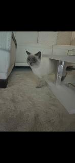 DEKKATER Bluepoint British Shothair Britse Korthaar, 0 tot 2 jaar