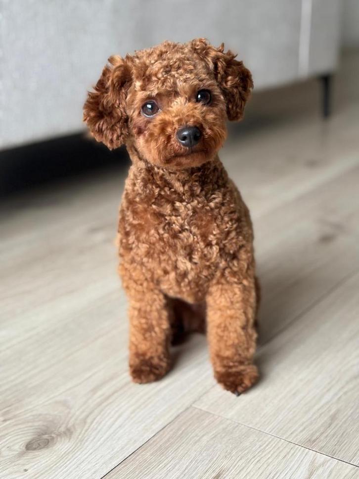 Lieve Kleine toypoedel. Rode toy poedel. Hond. Poodle., Dieren en Toebehoren, Honden | Chihuahua's en Gezelschapshonden, Teef