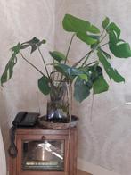 Gewortelde Stekken  Monstera, Ophalen, Halfschaduw, Minder dan 100 cm