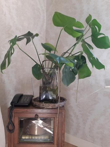 Gewortelde Stekken  Monstera beschikbaar voor biedingen