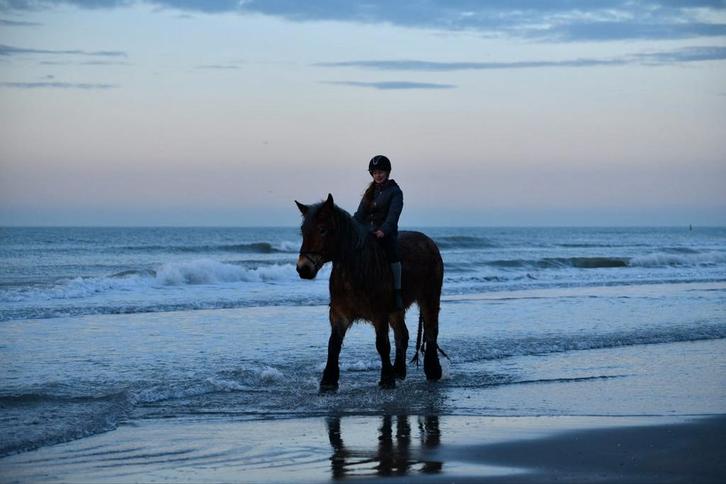 Wij hebben diverse lease paarden en pony's beschikbaar!, Dieren en Toebehoren, Stalling en Weidegang
