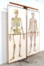 Vintage set schoolplaten anatomie menselijk lichaam skelet, Antiek en Kunst, Antiek | Schoolplaten, Natuur en Biologie, Ophalen of Verzenden