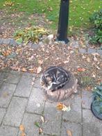 Lief Katertje, Dieren en Toebehoren