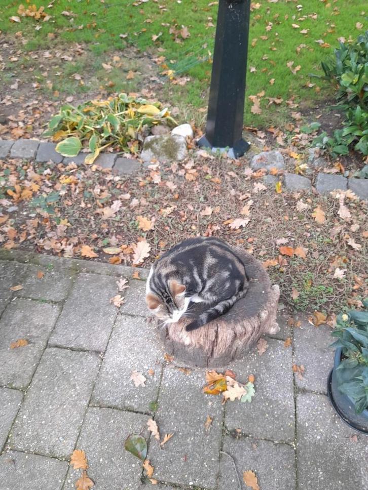 Lief Katertje, Dieren en Toebehoren, Katten en Kittens | Dekkaters