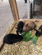 konijn, Dieren en Toebehoren, Vrouwelijk, Middelgroot, 0 tot 2 jaar