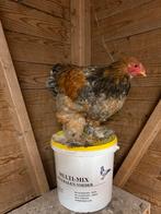 Een hele mooie en tamme brahmaan, Ophalen of Verzenden, Zo goed als nieuw, Broedmachine