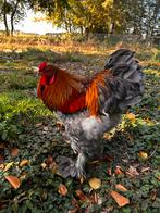 Gratis af te halen 1 of 2 Brama hanen, Dieren en Toebehoren, Pluimvee, Mannelijk, Kip