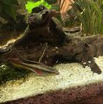 Kersenbuik (Pelvicachromis pulcher), Dieren en Toebehoren, Vis