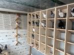 Kleur postduiven, Meerdere dieren, Postduif