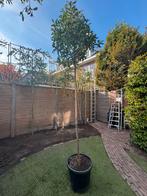 photinia red robin in pot stamomtrek circa 12cm, Tuin en Terras, Planten | Bomen, Overige soorten, Lente, Ophalen, Volle zon