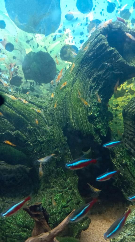 Mandarijn garnalen, Dieren en Toebehoren, Vissen | Vijvervissen