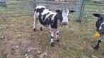 schapen, Dieren en Toebehoren, Schapen, Geiten en Varkens, Meerdere dieren, Schaap, 0 tot 2 jaar