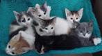 bijzondere mooie kittens, lapjes met grijs! muisgrijs poesje, Dieren en Toebehoren, Katten en Kittens | Overige Katten, Meerdere dieren