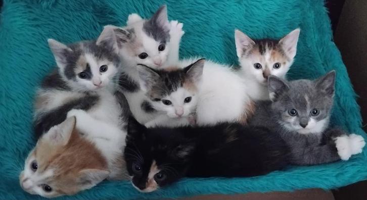 bijzondere mooie kittens, lapjes met grijs! muisgrijs poesje, Dieren en Toebehoren, Katten en Kittens | Overige Katten, Meerdere dieren