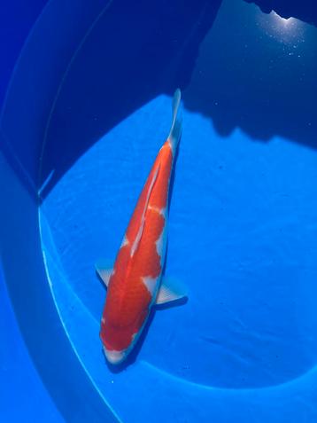 Sakai fish farm kohaku  beschikbaar voor biedingen