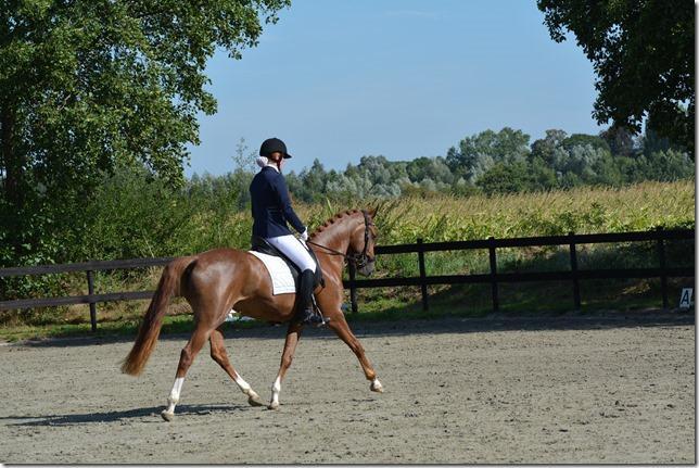 Verzorgpaard gezocht, Dieren en Toebehoren, Paarden en Pony's | Overige Paardenspullen, Nieuw, Overige soorten, Ophalen