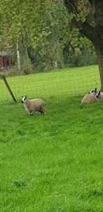 prachtige top Kerry hill ooi lammeren, Dieren en Toebehoren, Schapen, Geiten en Varkens, Vrouwelijk, Schaap