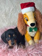 korthaar  standaard  teckel pups vanaf 1000€, Dieren en Toebehoren, Honden | Teckels en Dashonden, Nederland, 8 tot 15 weken, Dwerg